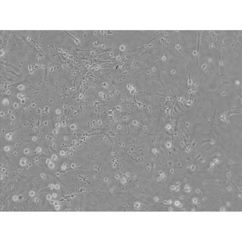 Albenth Inverted Biological Microscope for Laboratory Research