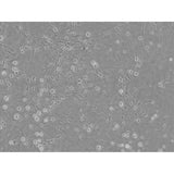 Albenth Inverted Biological Microscope for Laboratory Research