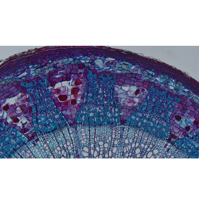 Albenth Auto-focus 8MP 30fps HDMI USB 1/1.8" CMOS Sensor Microscope Camera with Photo-capture